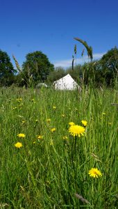 Bell tent Dorset Glamping flower meadow